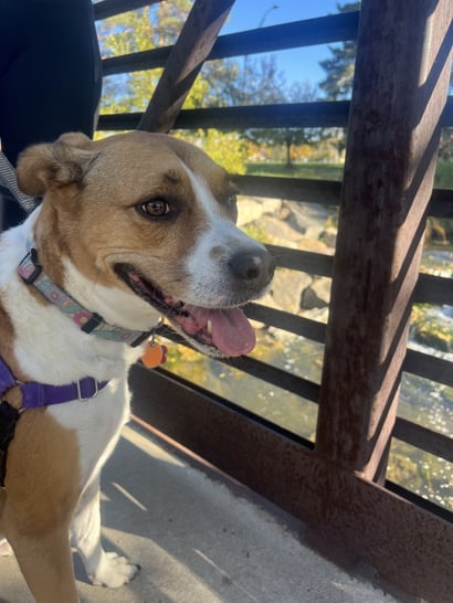 Lentil the Dog